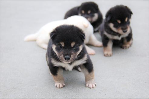 成約済の埼玉県の柴犬-135813の2枚目